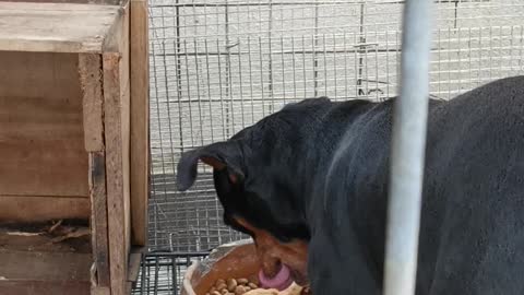 Little Black Dog So Smart When Eating His Fried Chicken