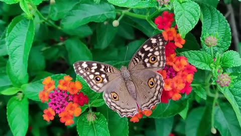 ❤ Relaxing Piano Music, Soundscape, 4K, Nature, Caterpillars and Butterflies