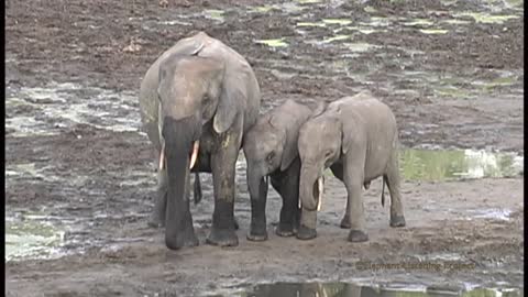 Elephant mother meets her baby