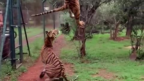 Tiger Jumps