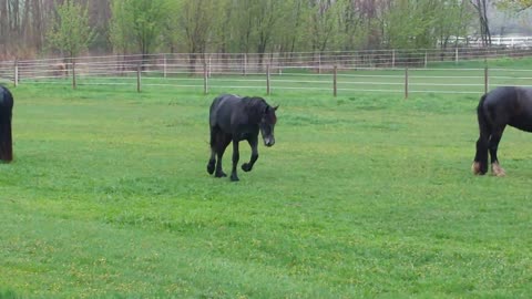 Caballos juegan bajo la lluvia como si fueran niños