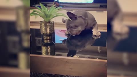 Cute and Funny PETS