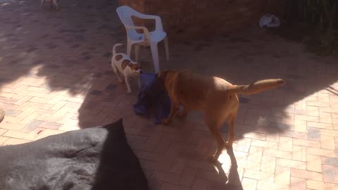 Ridgeback and Jack Russell TUG OF WAR