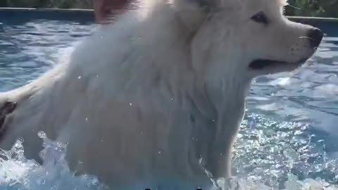 Puppy swimming