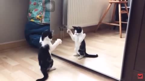 Funny cat fighting its reflection on a mirror just because he wants to be alone in his owner’s house