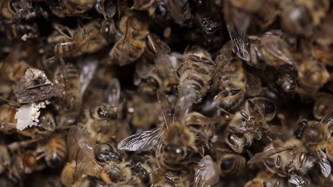 Dead Bees in honey bee hive pests and diseases