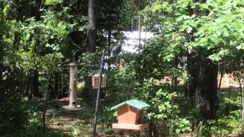 Bluejays enjoying the feeder