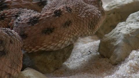 Crazy Hunting Moments Of King Cobra