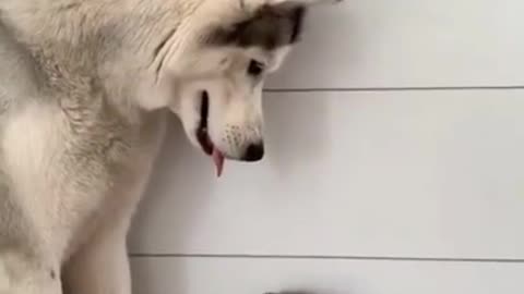 Dog and cat funny video