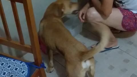 Dog Begging for Food