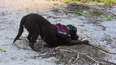 dogs playful and cute