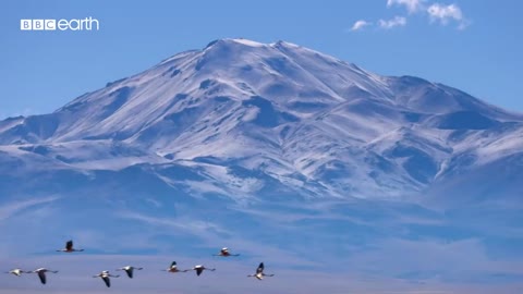 Flamingo Chicks Trapped in Frozen Lake | Eden: Untamed Planet | BBC Earth