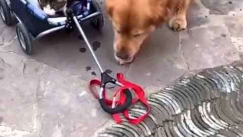 Clever dog knows how to pull a cart to take the cat for a walk