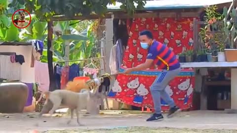 Troll Prank Dog,Fake Snake Vs Monkeys Must Watch Funny Video - Troll Dog