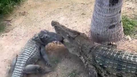 Run Chicken Run!!!! Crocodiles are coming