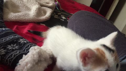 Tiny white kitten playing with a straw