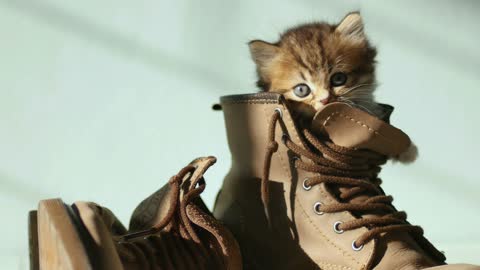 4K : Close up Adorable tabby kitten hiding in boot