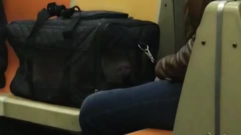 Man has his pet pig inside of a bag cage on subway train