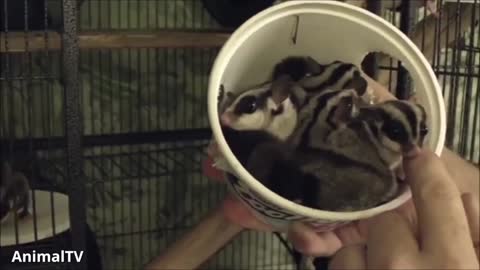 SUGAR GLIDERS Flying - Funny & Cute Compilation