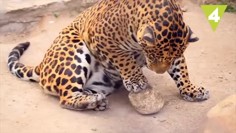 10 animals that consume drugs