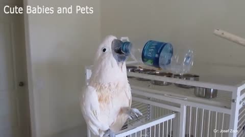 Funny Parrots Videos Compilation cute moment of the animals 🦜🦜🦜 Cutest Parrots