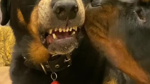 Rottweiler licking his brother 👅