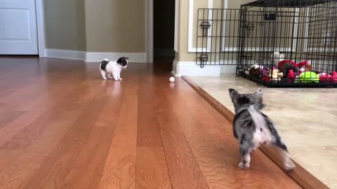 8 week old chihuahua puppies find a ping pong ball.. you’ve got to see this adorableness!