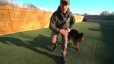 Training my dog