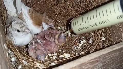 Mother Bird EATS-UP Baby Dove | Family of Tragedy | Life in Banana Nest of dove bird | doves videos