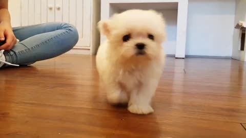 Big eyes maltese mini maltese videos lovely and cutest puppy🐕🐶