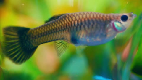 A Guppy Fish Having Babies