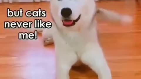 Best Funny Animal Videos Of The 2022 🤣 Funny Wild Animals Videos #dog funny animals #shortsyoutube