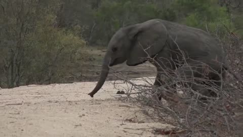 Difficult elephant calf encounter with its mother