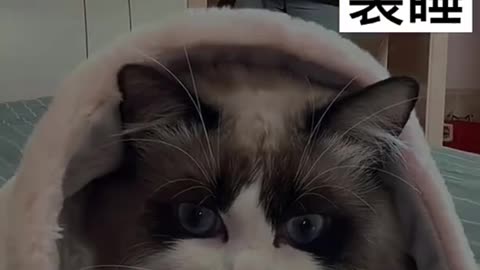 Cute and Funny Cat Video