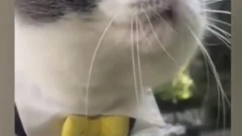 Cat singing I'M ALIIIIIVE