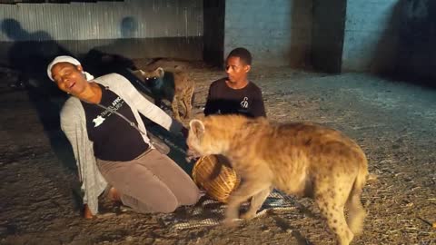 Feeding hyena