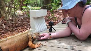 Six foot wild iguana eats berries from woman's hand