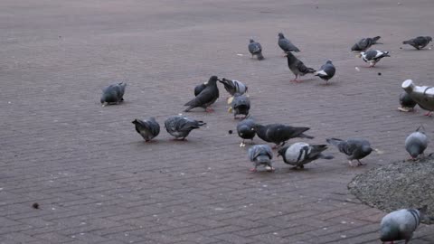 Handheld Medium Shot of Pigeons Feeding In Oxford