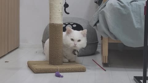 White cat is sitting