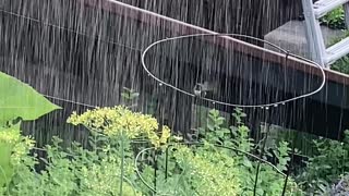 Joyful Hummingbird Takes Summer Shower