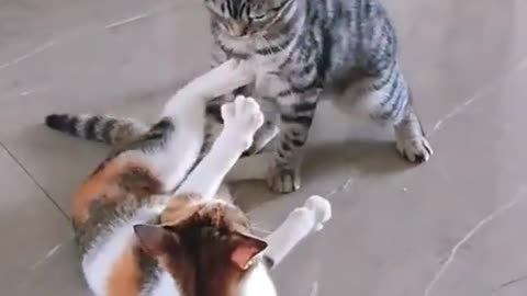 Cats Fight Like Bruce Lee