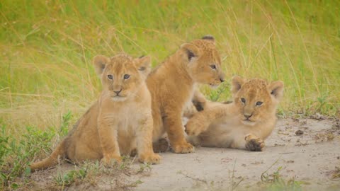 Wildlife Masai Mara