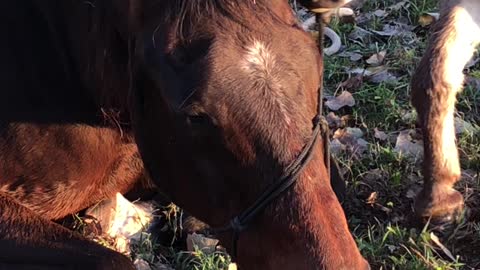 Donkey Saves Friends Life 1 - First Try...