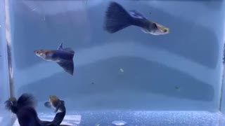 Beautiful Blue Delta Guppies