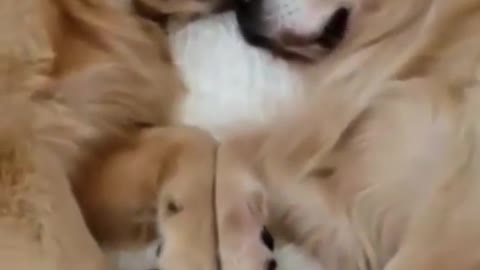 Cute Dog Funny Reaction 😁😂