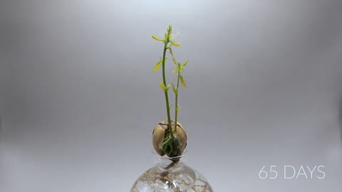 984 days in 8 minutes - Growing Plants Time-lapse Compilation