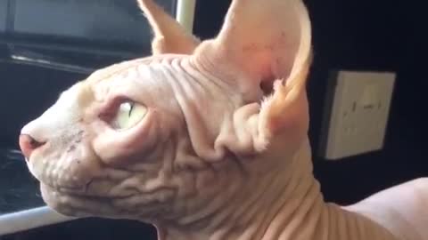 Hairless Cat Chirping