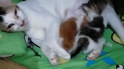 Cat mother sleeping baby cat