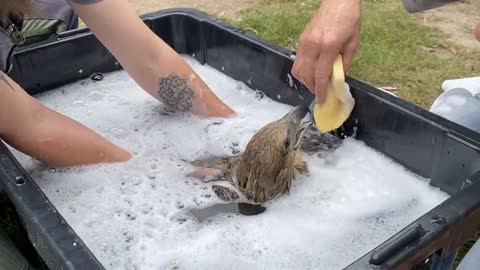 Oil-Covered Eagle Enjoys Bubble Bath