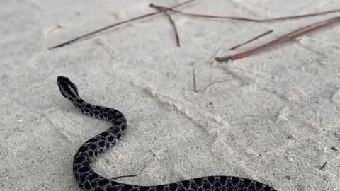 Pigmey Rattlesnake on the move